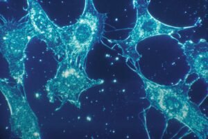 Cellular Signalling and Tissue Models