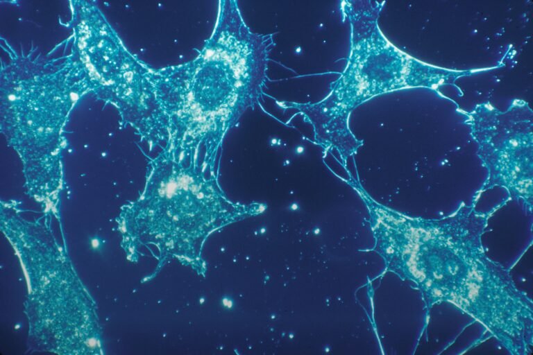 Cellular Signalling and Tissue Models