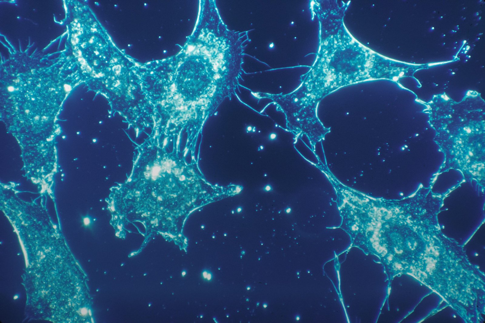 Cellular Signalling and Tissue Models